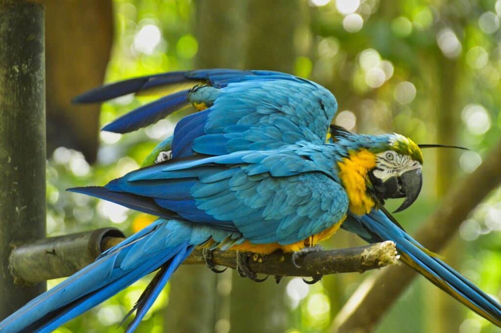 Costa Rica Rainforest Parrot