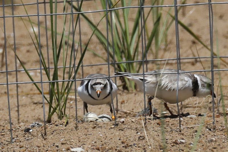 Piping Plovers