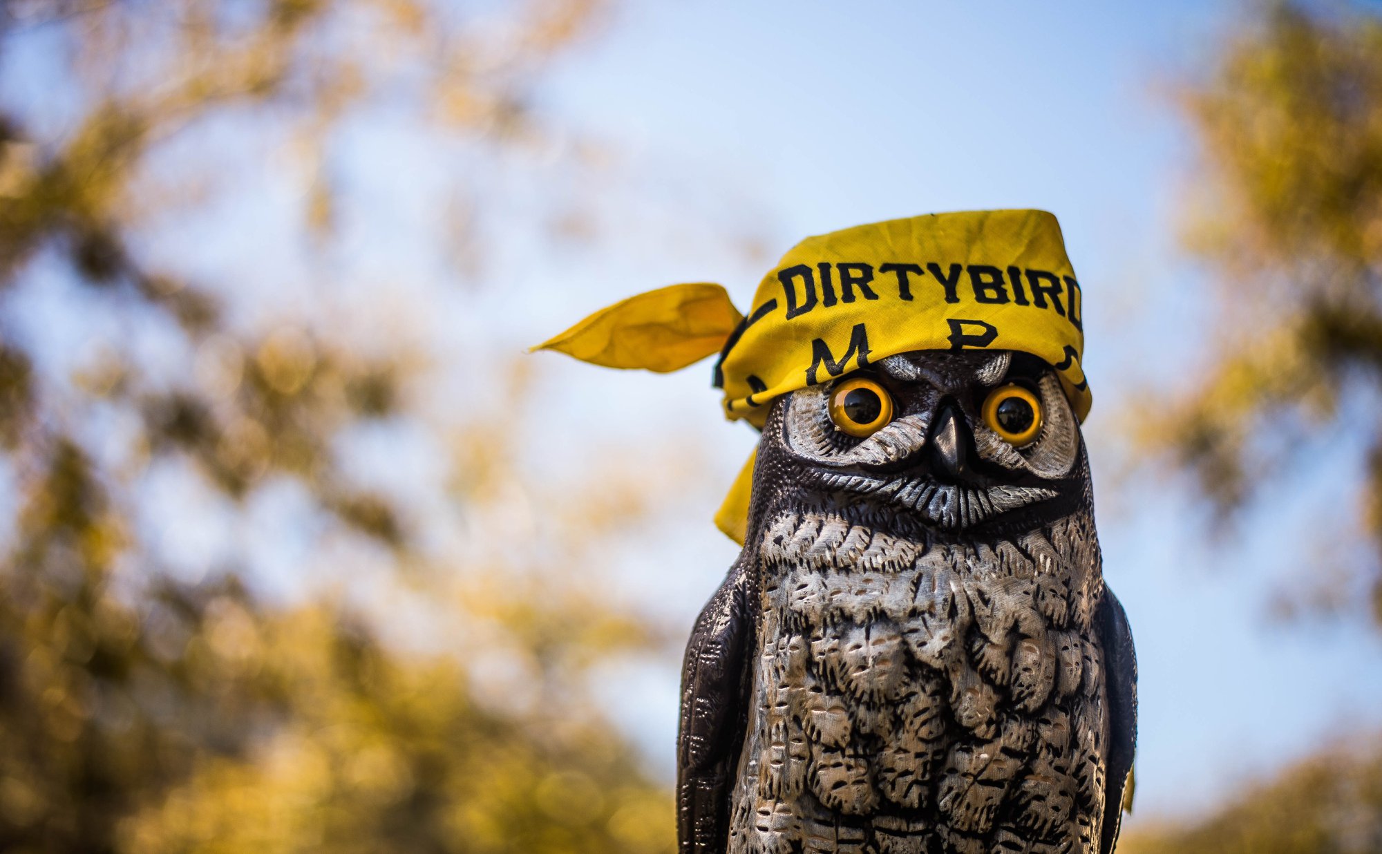Dirtybird Owl