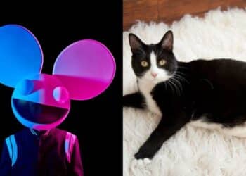 deadmau5′ Pet Cat Meowingtons is Crossing the Rainbow Bridge