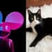 deadmau5′ Pet Cat Meowingtons is Crossing the Rainbow Bridge