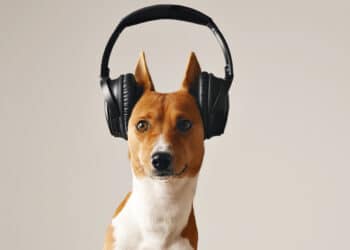 Service Dog Ear Protection