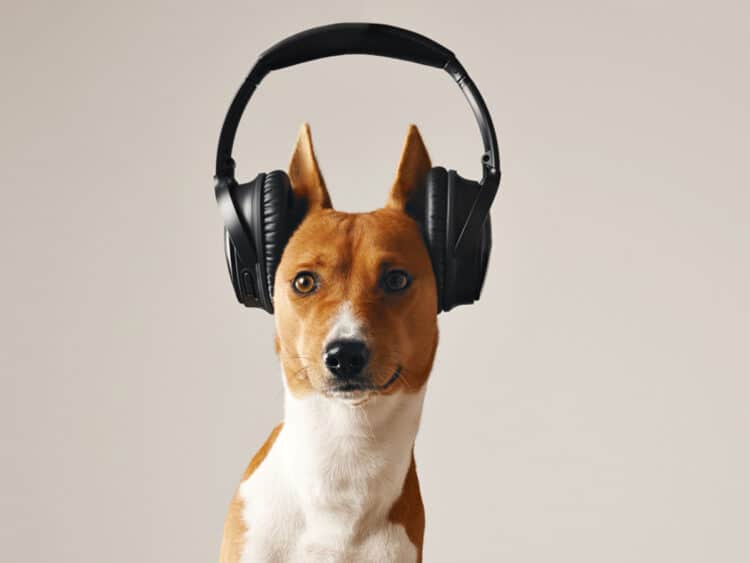 Service Dog Ear Protection
