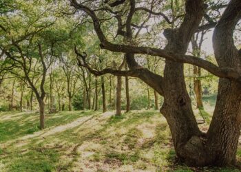 Wicked Oaks 2025 Carson Creek Ranch