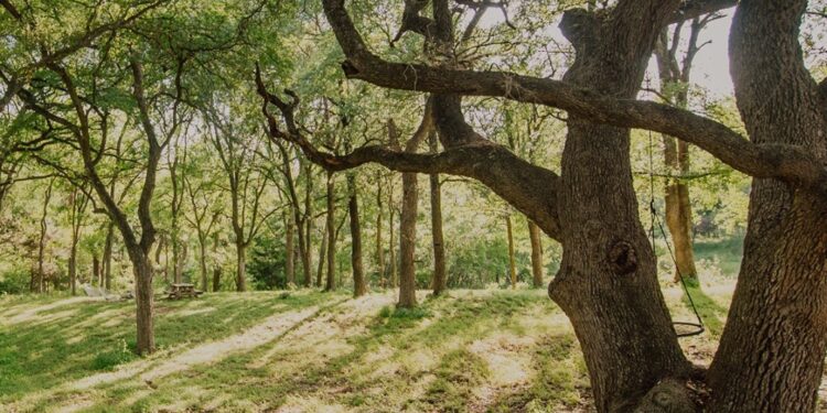 Wicked Oaks 2025 Carson Creek Ranch